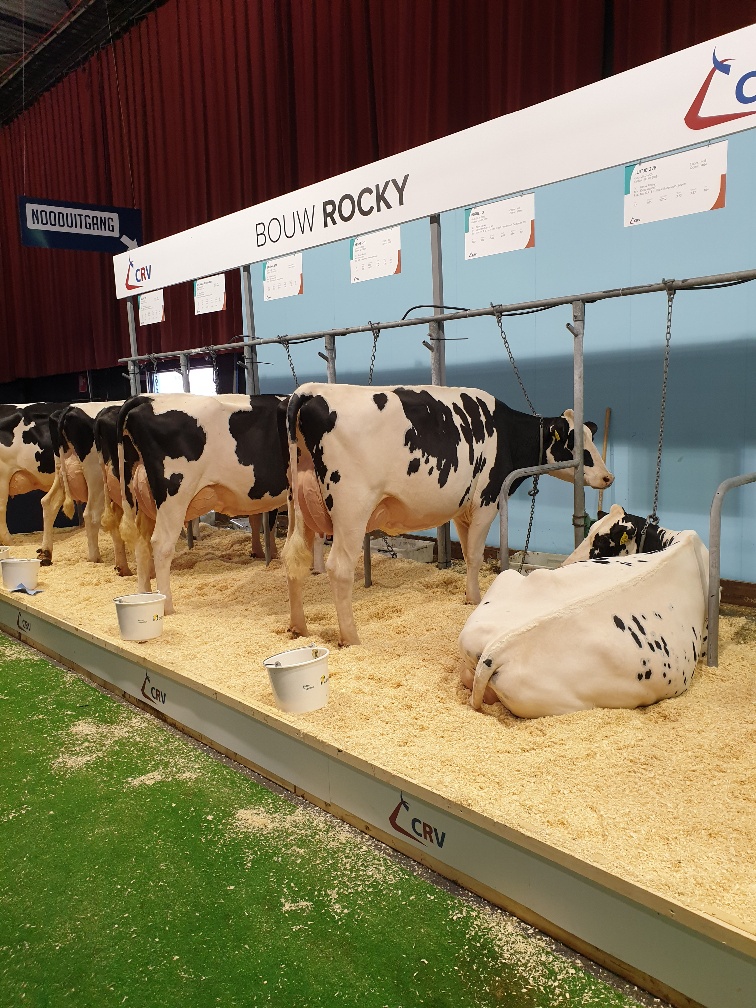 Membrii Grupurilor de Producători de Lapte în vizită de studiu în Olanda, Zwolle. Expo Dairy Management 25-29 iunie 2019